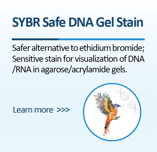 SYBR Safe DNA Gel Stain