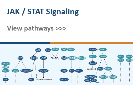 JAK/STAT Signaling