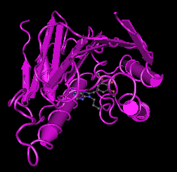 Heat Shock Protein 90 (Hsp90), human recombinant protein