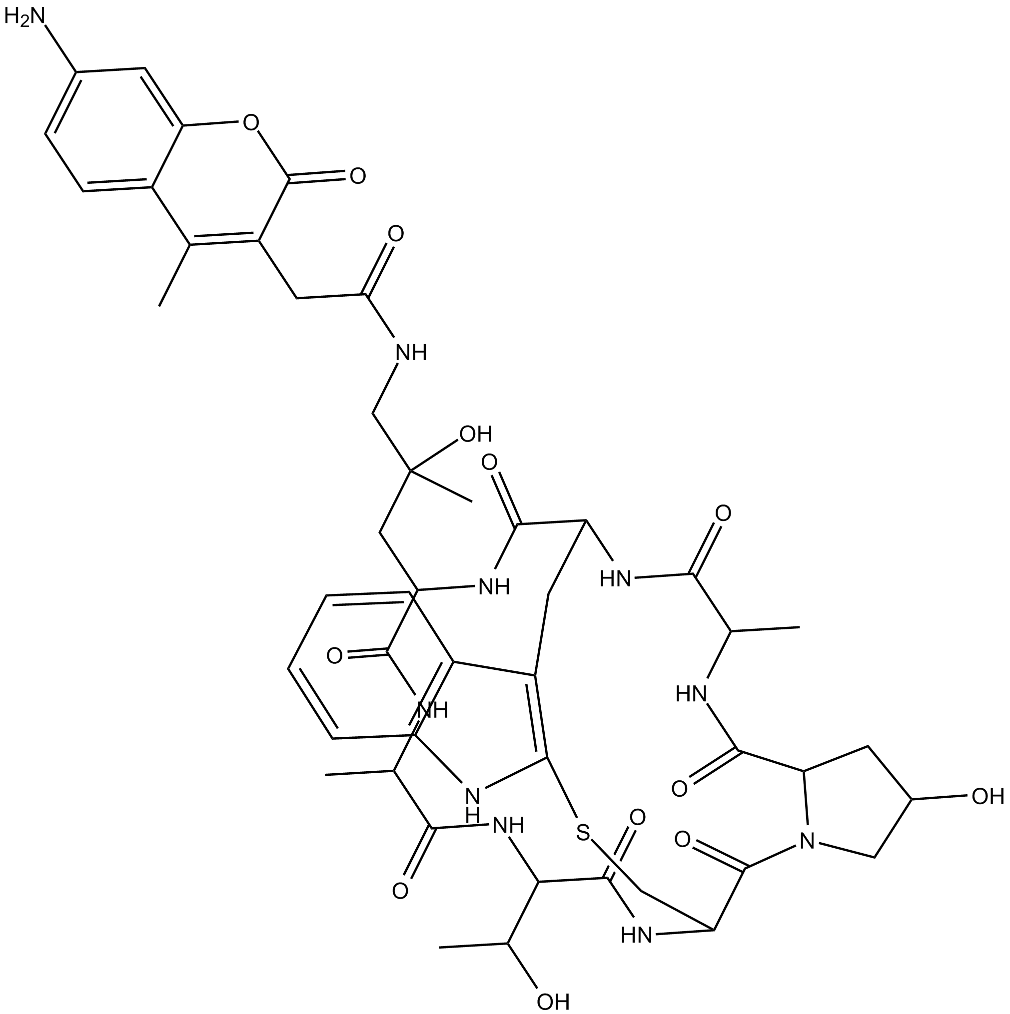 Phalloidin-AMCA Conjugate