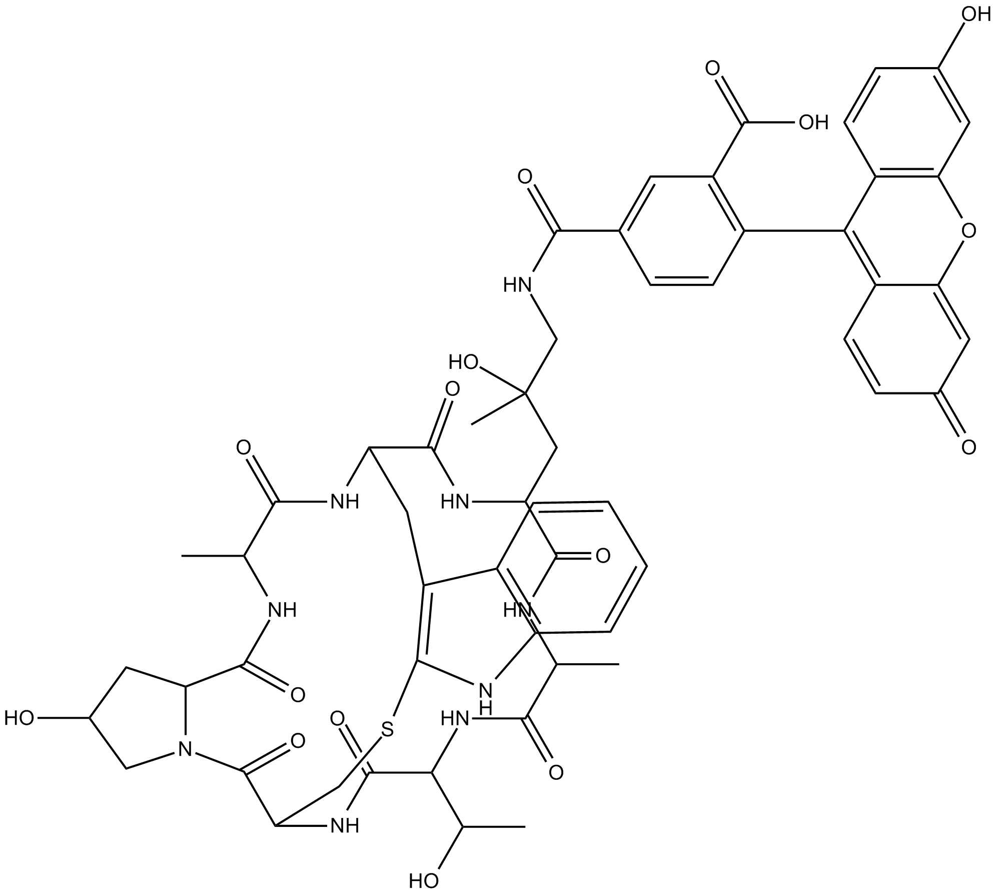 Phalloidin-Fluorescein Conjugate